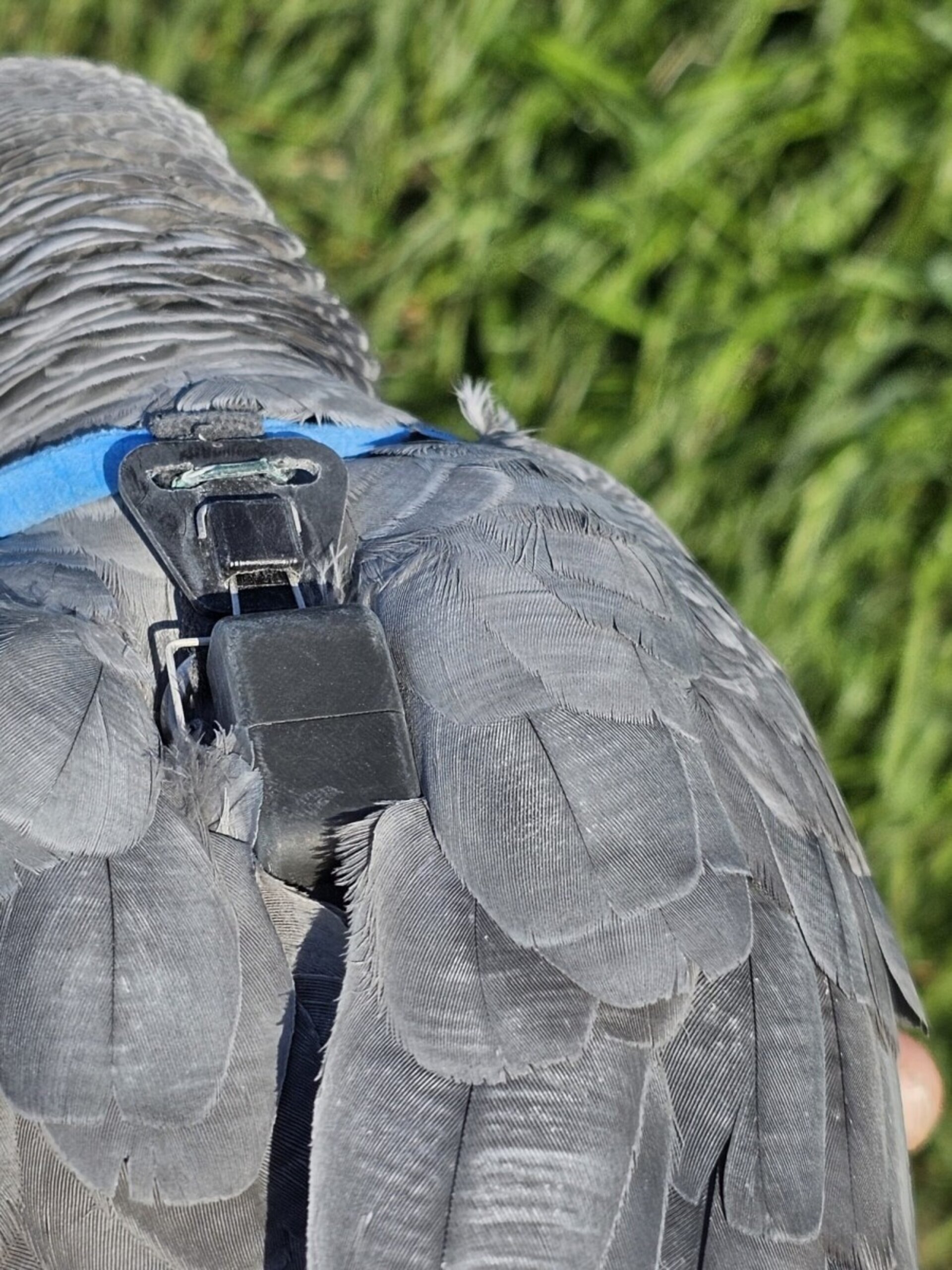 DELTA PARROT GPS especial Loros y Papagayos - 2