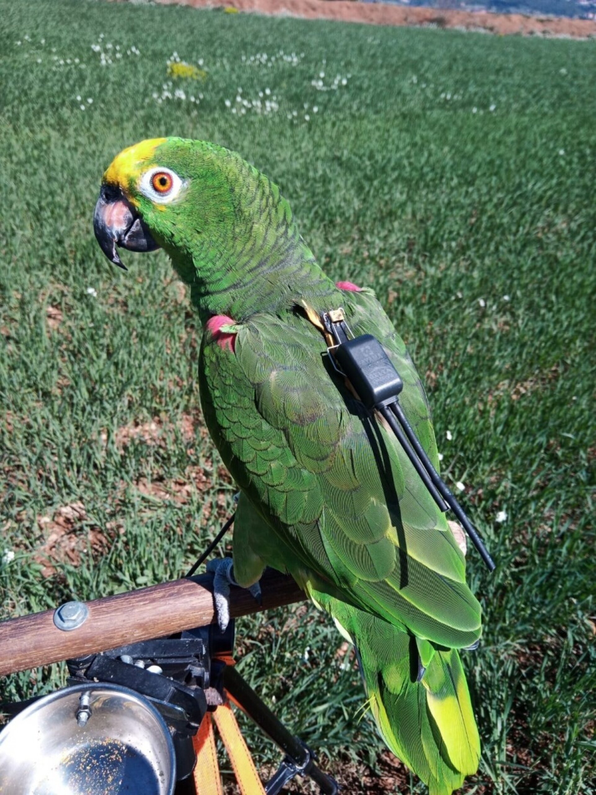 DELTA PARROT GPS - 2